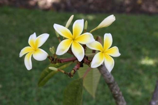 סנט ג'יימס All Seasons Resort מראה חיצוני תמונה